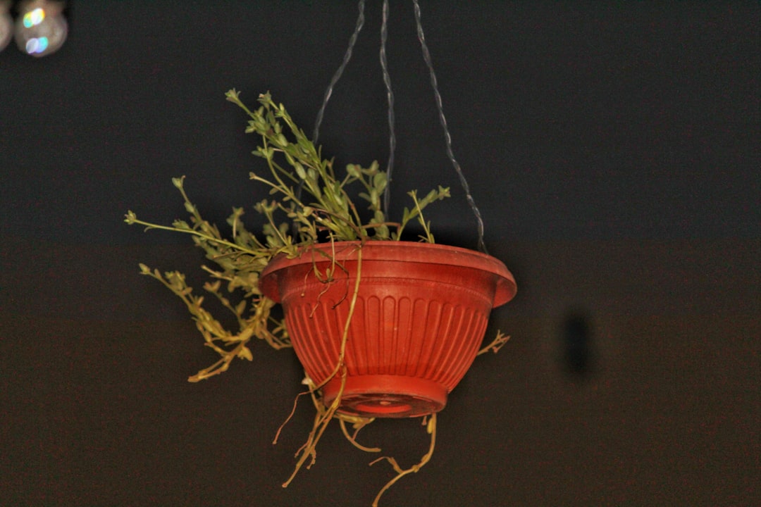 ペットと観葉植物の共存｜安全な品種選びと対策ガイド